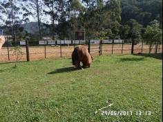 Encerramento do semestre com as famílias do Grupo Felinos