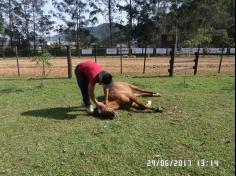 Encerramento do semestre com as famílias do Grupo Felinos