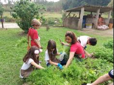 Dia de colher Cenouras no projeto Contraturno!