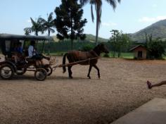 2º ano C em: vida na fazenda