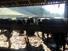 Grupo Aves do Mundo em aula-passeio na Fazenda Pamplona