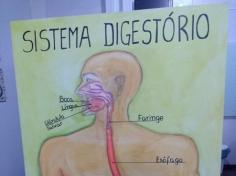 Terceiros anos conhecem o Sistema Digestório