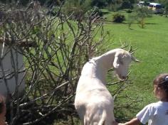 Momentos especiais no Sítio Mundo Animal – Infantil IIB