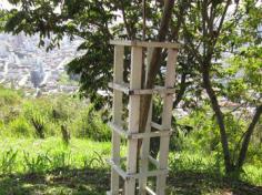 Aula de campo no Morro da Cruz