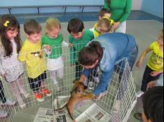 Feira de adoção de animais: um sucesso!