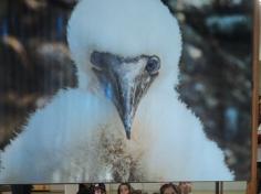 1º anos visitam exposição Bichos do Sul