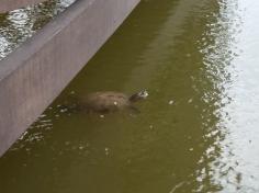 Grupo Animais da Fazenda visita o Espaço Verde com a Equipe do LEAS