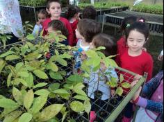 Infantil II visita o viveiro municipal