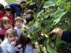 Infantil II visita o viveiro municipal