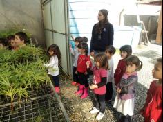 Infantil II visita o viveiro municipal